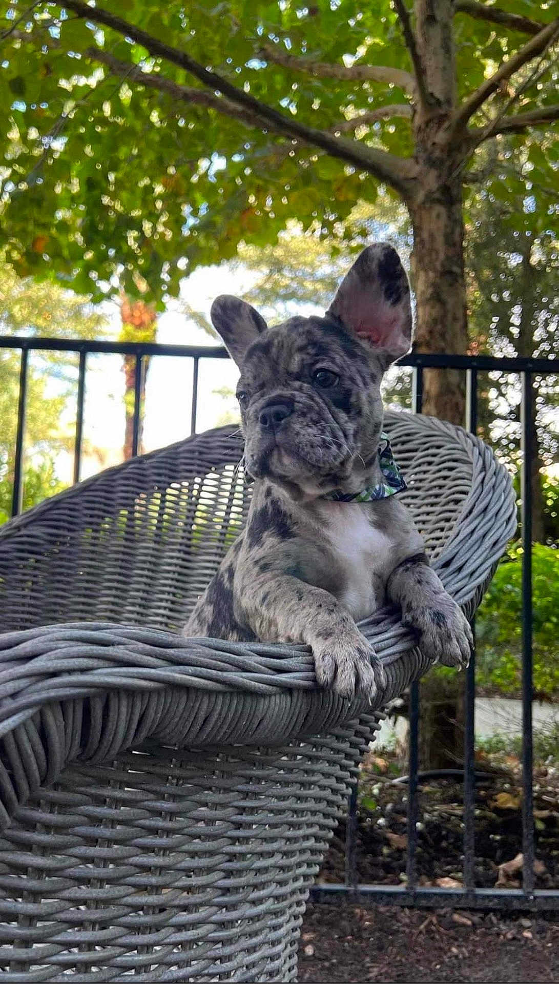 Luna is registered to the contest to win money with this photo: adorable, animal, backyard, brindle, collar, dog, ear, fence, french_bulldog, leaves, outdoor, paws, pet, portrait, puppy, shallow_depth_of_field, sitting, sunlight, tree, wicker_chair