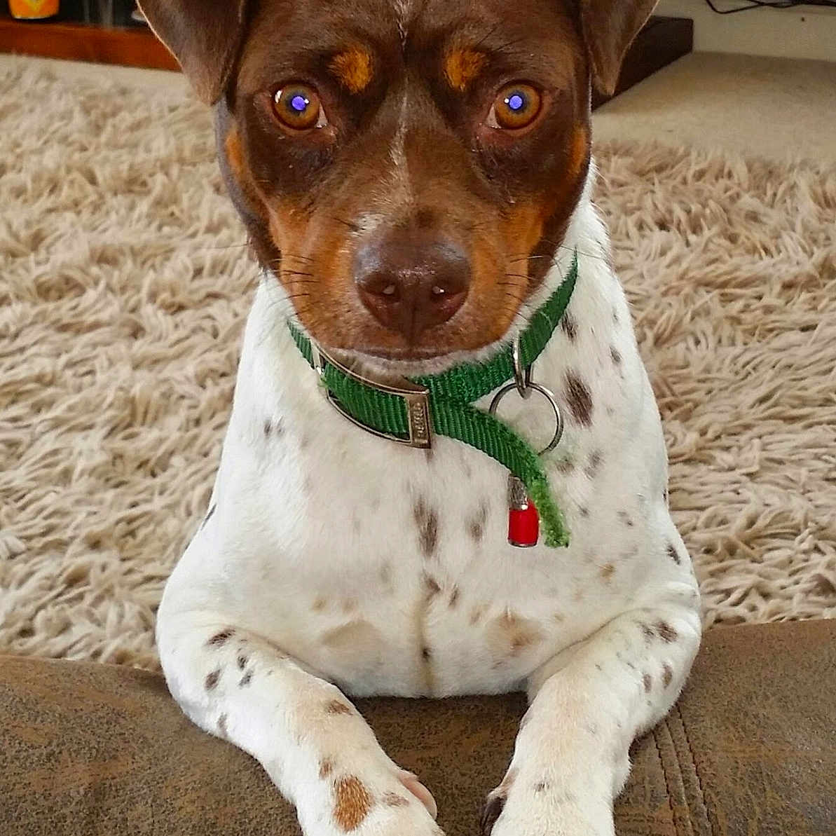 Bailey is registered to the contest to win money with this photo: alert, animal, brown_and_white, canine, carpet, closeup, collar, cute, dog, domestic, ears, eyes, furniture, home, indoor, leather, paws, pet, snout, spot