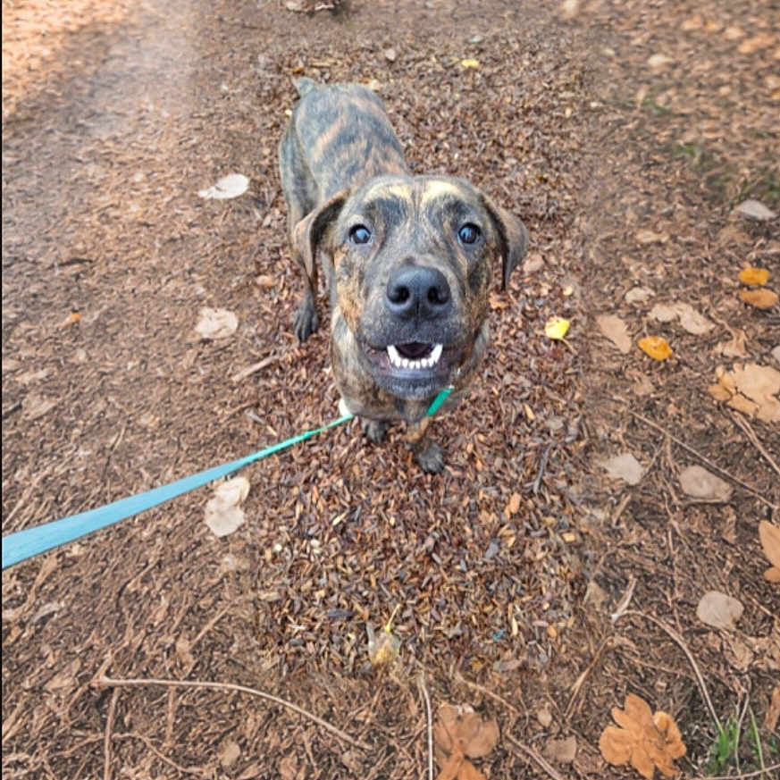 Penny is registered to the contest to win money with this photo: accessories, animal, canine, dog, face, grass, head, hound, leash, nature, outdoors, person, pet, photography, plant, portrait, puppy, road, soil, strap
