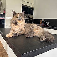 Tokyo participe au concours pour gagner de l'argent avec cette photo : cat, fluffy, kitchen, countertop, modern, appliance, indoor, pet, feline, relaxed, fur, table, home, animal, domestic, resting, mammal, whiskers, face, ears