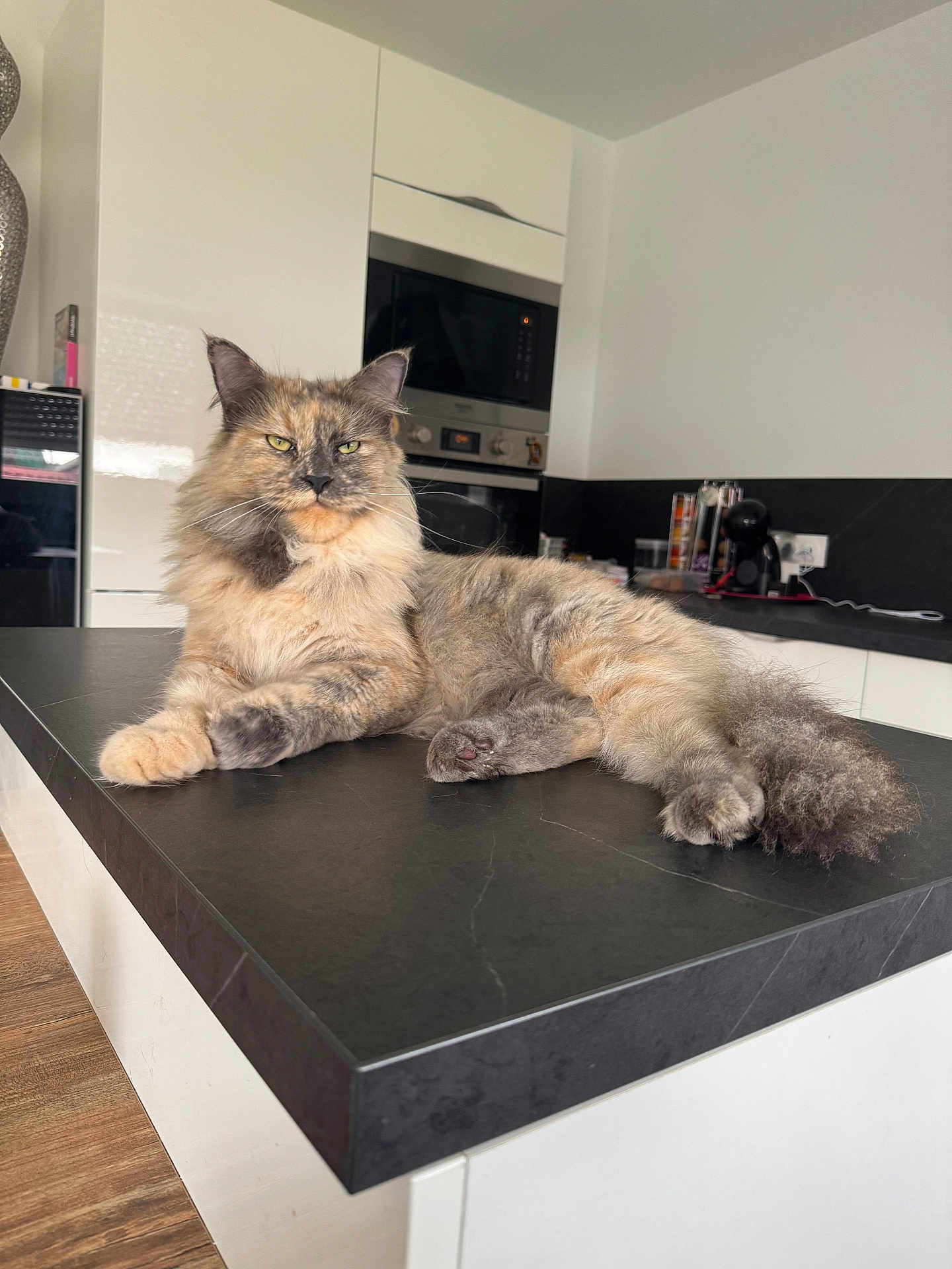 Tokyo participe au concours pour gagner de l'argent avec cette photo : cat, fluffy, kitchen, countertop, modern, appliance, indoor, pet, feline, relaxed, fur, table, home, animal, domestic, resting, mammal, whiskers, face, ears