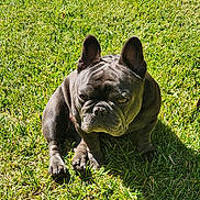 Doughboy is registered to the contest to win money with this photo: dog, french_bulldog, grass, outdoor, pet, animal, sunlight, shadow, sitting, canine, cute, wrinkles, ears, expression, nature, daylight, portrait, mammal, companion, greenery