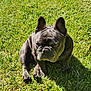 dog, french_bulldog, grass, outdoor, pet, animal, sunlight, shadow, sitting, canine, cute, wrinkles, ears, expression, nature, daylight, portrait, mammal, companion, greenery