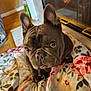 Doughboy is registered to the contest to win money with this photo: dog, french_bulldog, pet, animal, indoor, quilt, floral_pattern, fireplace, floor, wood, tile, ears, face, eyes, sitting, cozy, home, cute, companion, domestic