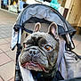 Doughboy joined the competition — help win amazing prizes! dog, french_bulldog, stroller, pet, outdoor, animal, curious, brown_eyes, close_up, canine, face, ears, snout, pavement, urban, daylight, leisure, companion, cute, pet_stroller