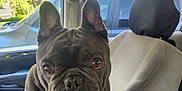 Doughboy is registered to the contest to win money with this photo: dog, french_bulldog, pet, car_interior, car_seat, armrest, window, daylight, animal, canine, ears, brown_eyes, fur, close_up, indoor, vehicle, parked_car, tree, sunlight, curious