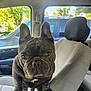 dog, french_bulldog, pet, car_interior, car_seat, armrest, window, daylight, animal, canine, ears, brown_eyes, fur, close_up, indoor, vehicle, parked_car, tree, sunlight, curious