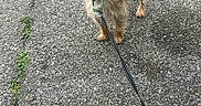 Chip is registered to the contest to win money with this photo: dog, leash, pavement, outdoor, small_dog, fur, tail, collar, pet, walking, nature, grass, path, alert, canine, animal, daylight, scruffy, cute, standing