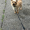 dog, leash, pavement, outdoor, small_dog, fur, tail, collar, pet, walking, nature, grass, path, alert, canine, animal, daylight, scruffy, cute, standing