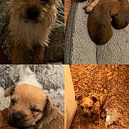 Chip joined the competition — help win amazing prizes! dog, puppy, sleeping, bed, floor, tile_floor, close_up, cozy, cute, brown, fur, animal, indoor, pet, small_dog, resting, curious, scruffy, soft_texture, napping