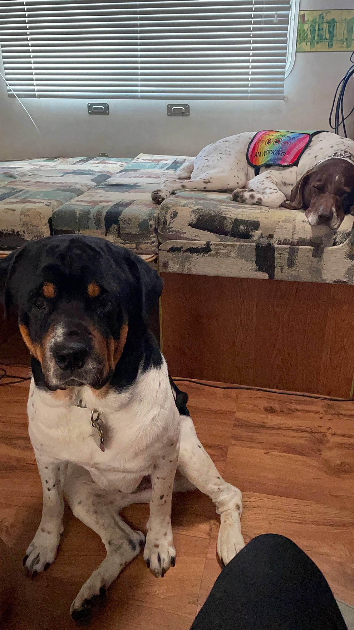 Hendricks The Rare Rottie is registered to the contest to win money with this photo: carnivore, collar, comfort, companion_dog, couch, dog, dog_breed, dog_collar, fawn, fur, grey, hardwood, living_room, pet_supply, snout, sporting_group, window, window_blind, wood, working_animal