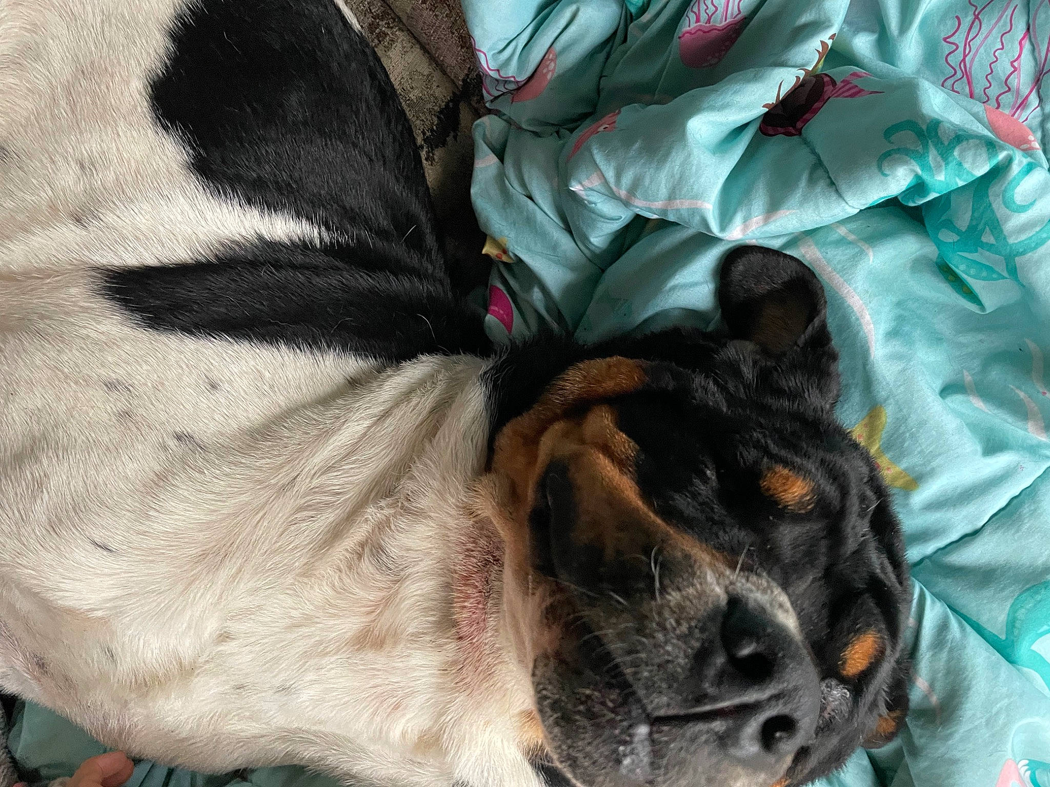 Hendricks The Rare Rottie