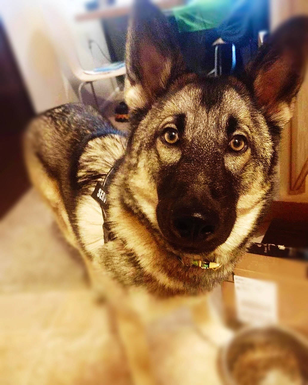 Athena Rose joined the competition — help win amazing prizes! canidae, carnivore, companion_dog, dog, dog_breed, ear, east_european_shepherd, eye, fawn, fur, german_shepherd_dog, guard_dog, jaw, metal, snout, sporting_group, square, whiskers, working_animal, working_dog