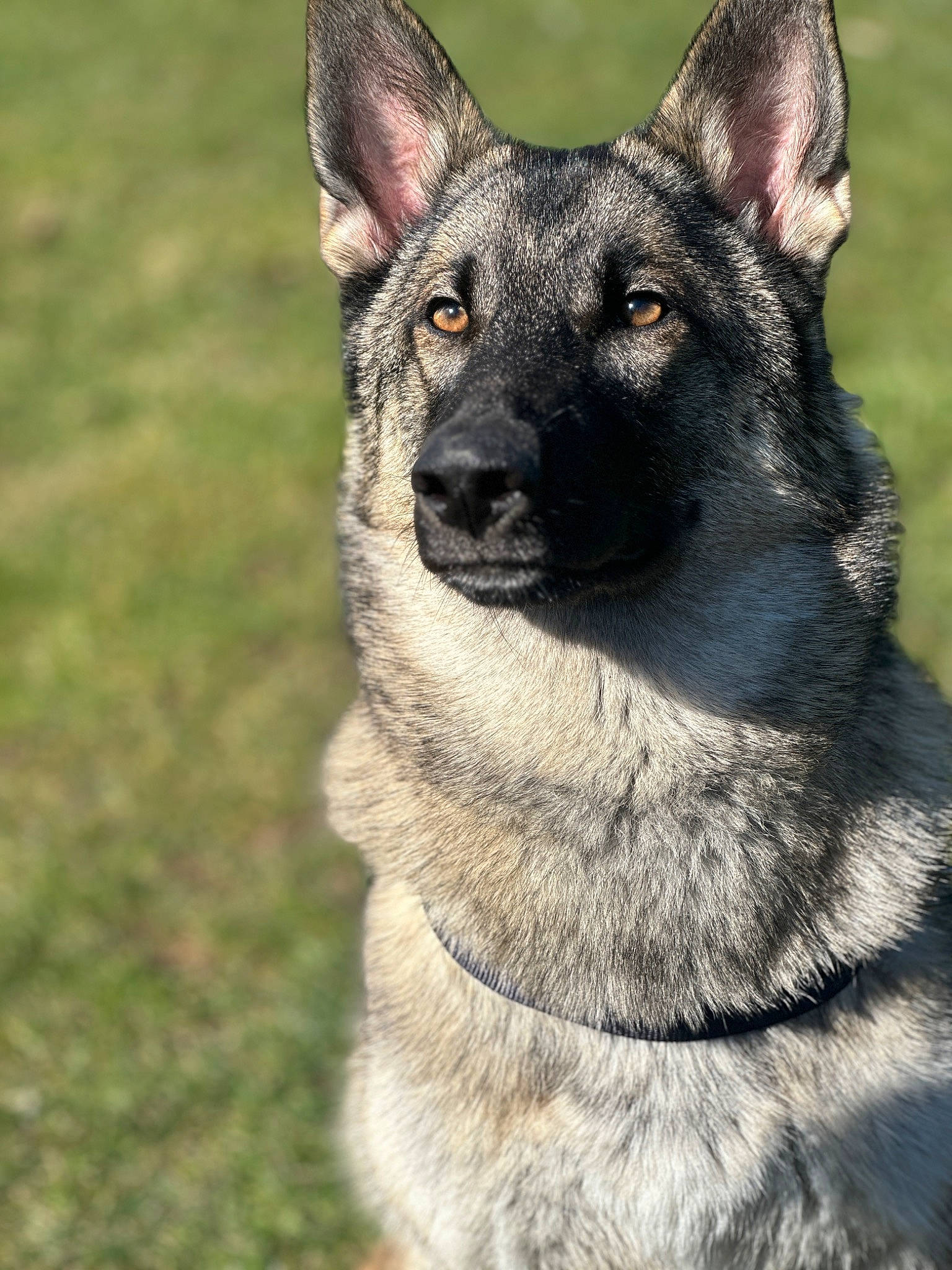 Athena Rose is registered to the contest to win money with this photo: canidae, carnivore, collar, dog, dog_breed, east_european_shepherd, eye, fur, herding_dog, jaw, king_shepherd, snout, sporting_group, terrestrial_animal, whiskers, wildlife, working_animal, working_dog