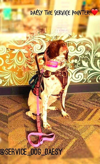 Daésy The Service Pointer is registered to the contest to win money with this photo: carnivore, collar, companion_dog, dog, dog_breed, dog_collar, dog_supply, event, fashion_accessory, fashion_design, fawn, flooring, font, liver, magenta, pet_supply, pink, textile, thigh, working_animal