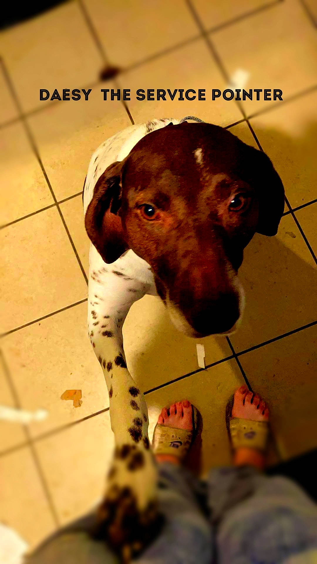 Daésy The Service Pointer