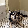 Firu joined the competition — help win amazing prizes! bathroom, bathtub, brown_black_fur, canine, corner_wall, dog, domesticated_animal, ears, eyes, fur, indoor, mosaic_tiles, nose, paws, pet, portrait, relaxed, small_dog, staring, tile_floor