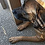 animal, brown_fur, calm, canine, close_up, concrete_floor, dog, floor, natural_light, outdoor, paw, pet, quiet, relaxed, resting, shadow, side_view, sunlight, texture, wooden_table