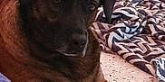 Savannah participe au concours pour gagner de l'argent avec cette photo : dog, indoor, paws, blanket, curtain, floor, brown, black, pet, animal, relaxed, looking, cozy, furniture, home, portrait, mammal, companion, resting, domestic