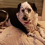 Rio participe au concours pour gagner de l'argent avec cette photo : dog, canine, spotted_dog, lying_down, tongue_out, quilt, floral_pattern, indoor, window_blind, pet, animal, relaxed, happy, mammal, fur, paw, bedcover, resting, companion, domestic