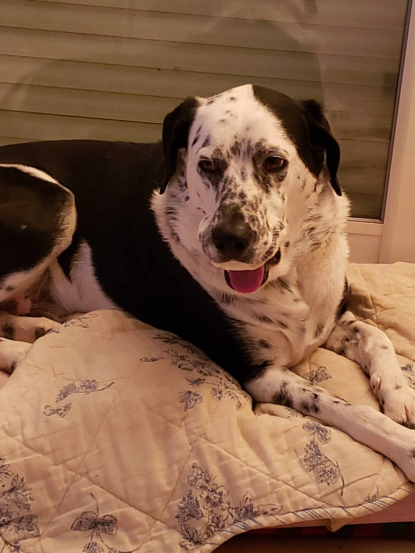 Rio participe au concours pour gagner de l'argent avec cette photo : dog, canine, spotted_dog, lying_down, tongue_out, quilt, floral_pattern, indoor, window_blind, pet, animal, relaxed, happy, mammal, fur, paw, bedcover, resting, companion, domestic