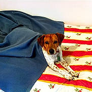 Obélix participe au concours pour gagner de l'argent avec cette photo : animal, bed, blanket, brown_dog, collar, comfort, cozy, cute, cute_pet, dog, domestic, floral_pattern, indoor, lying_down, paw, pet, relaxed, resting, striped_bedspread, white_spots