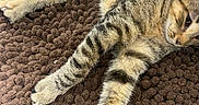 Mavis is registered to the contest to win money with this photo: cat, tabby, pet, animal, feline, sleeping, lying_down, relaxed, striped, fur, whiskers, eyes, ears, paws, tail, brown_rug, indoor, home, floor, portrait