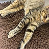 cat, tabby, pet, animal, feline, sleeping, lying_down, relaxed, striped, fur, whiskers, eyes, ears, paws, tail, brown_rug, indoor, home, floor, portrait