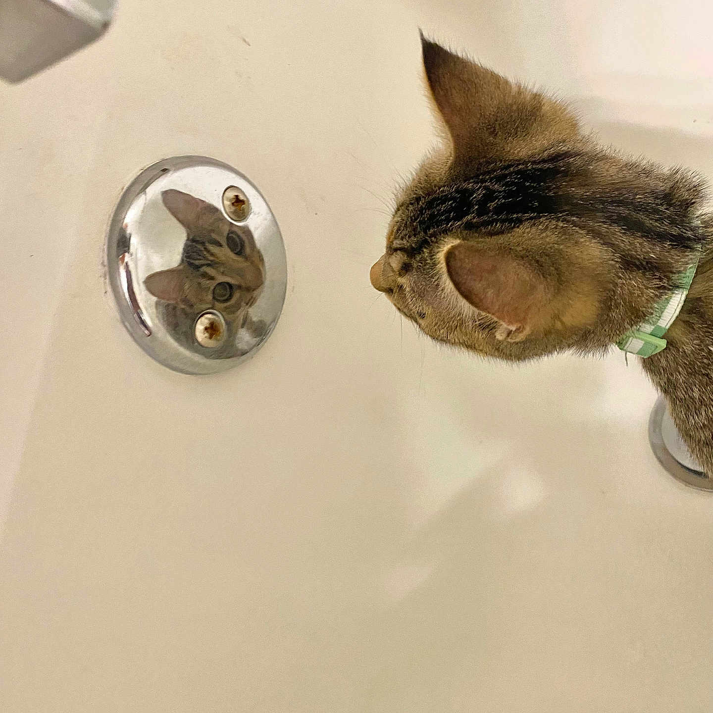 Mavis joined the competition — help win amazing prizes! animal, bathroom, cat, close_up, collar, curious, ears, feline, fixture, fur, green_collar, indoor, mirror, pet, portrait, profile, reflection, tabby_cat, wall, whiskers