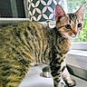 Mavis joined the competition — help win amazing prizes! cat, tabby_cat, pet, animal, feline, striped_fur, green_eyes, pointed_ears, whiskers, standing, windowsill, window, indoor, home, metal_bowl, patterned_wall, daylight, portrait, cute, alert