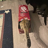Mavis joined the competition — help win amazing prizes! cat, cats, cardboard_box, dr_pepper_box, pet, animal, feline, tabby, black_cat, tunnel, curious, playing, standing, home, indoors, hardwood_floor, rug, food_bowls, pet_food, household