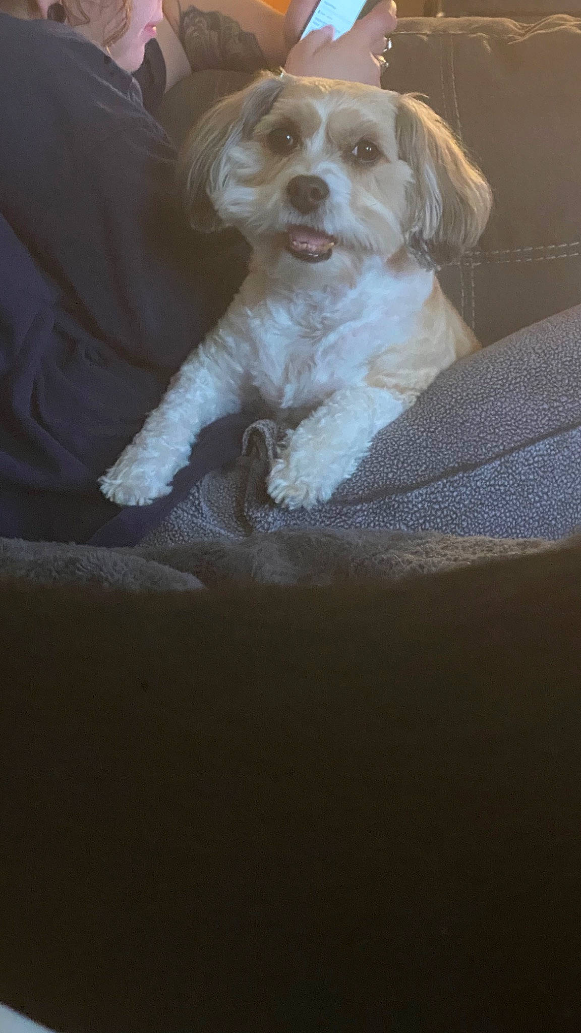 Bella joined the competition — help win amazing prizes! canidae, carnivore, cavachon, cavapoo, cockapoo, companion_dog, dog, dog_breed, havanese, lhasa_apso, maltese, mammal, petit_basset_griffon_vendeen, puppy, rare_breed_dog, schnoodle, shih_tzu, snout, sporting_group, vertebrate