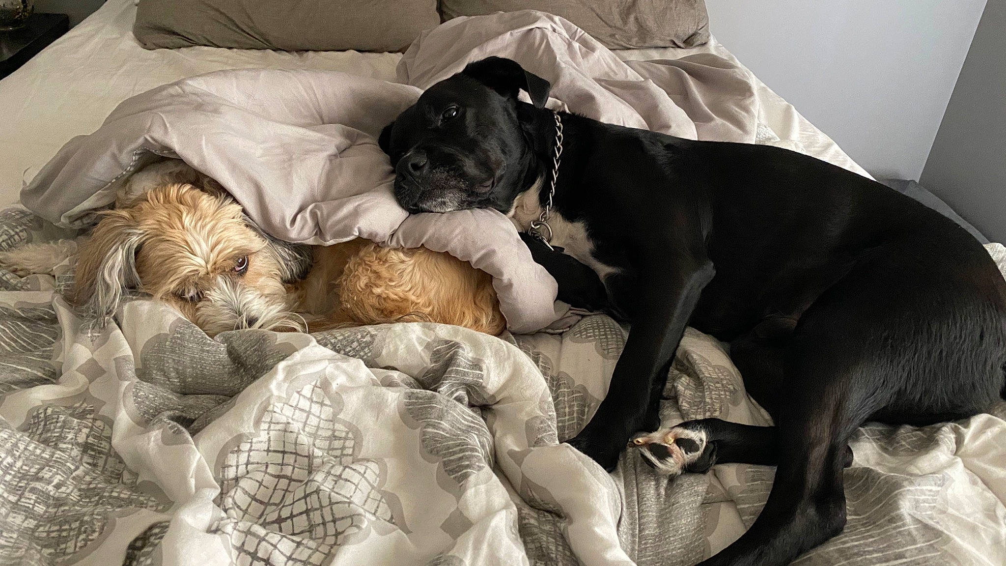 Bella joined the competition — help win amazing prizes! boxer, bullmastiff, canidae, carnivore, comfort, companion_dog, dog, dog_breed, great_dane, guard_dog, nap, non_sporting_group, pointer, puppy, puppy_love, sleep, sporting_group