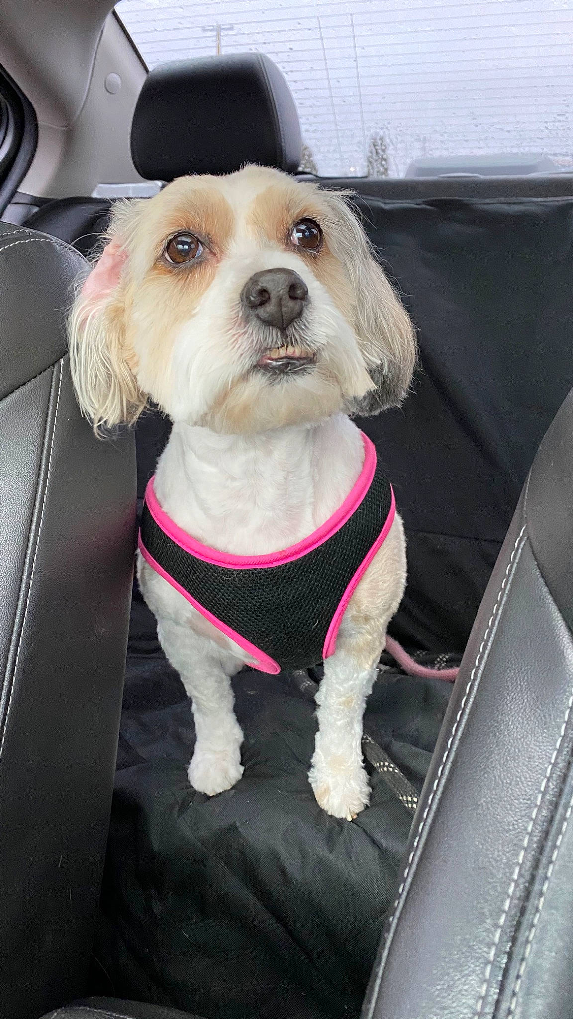 Bella is registered to the contest to win money with this photo: canidae, car_seat, carnivore, cavachon, companion_dog, dog, dog_breed, dog_clothes, fur, maltese, mammal, petit_basset_griffon_vendeen, puppy, puppy_love, rare_breed_dog, snout, sporting_group, vertebrate