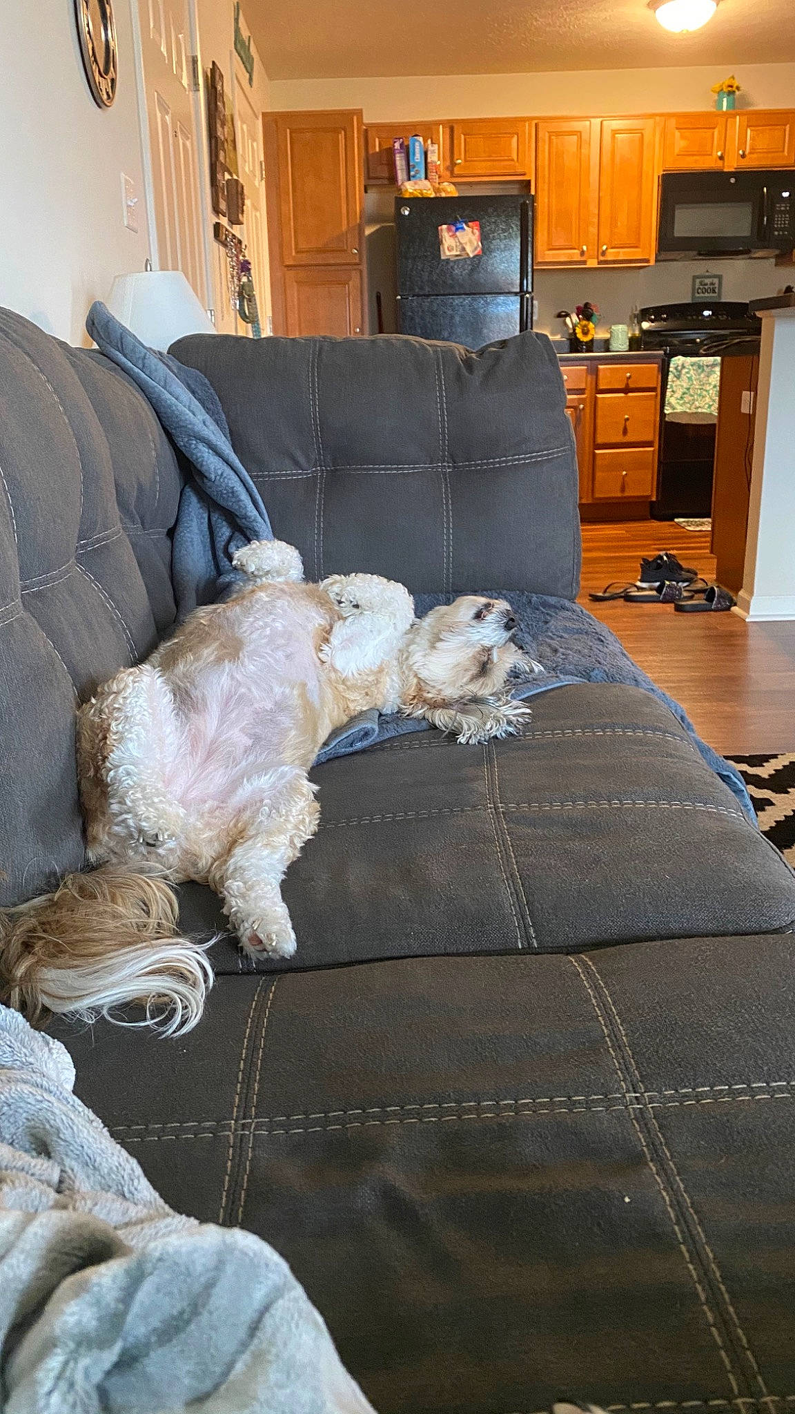 Bella joined the competition — help win amazing prizes! american_cocker_spaniel, canidae, carnivore, cockapoo, companion_dog, dog, dog_breed, floor, flooring, fur, furniture, glen_of_imaal_terrier, goldendoodle, home, irish_soft_coated_wheaten_terrier, living_room, room, sporting_group