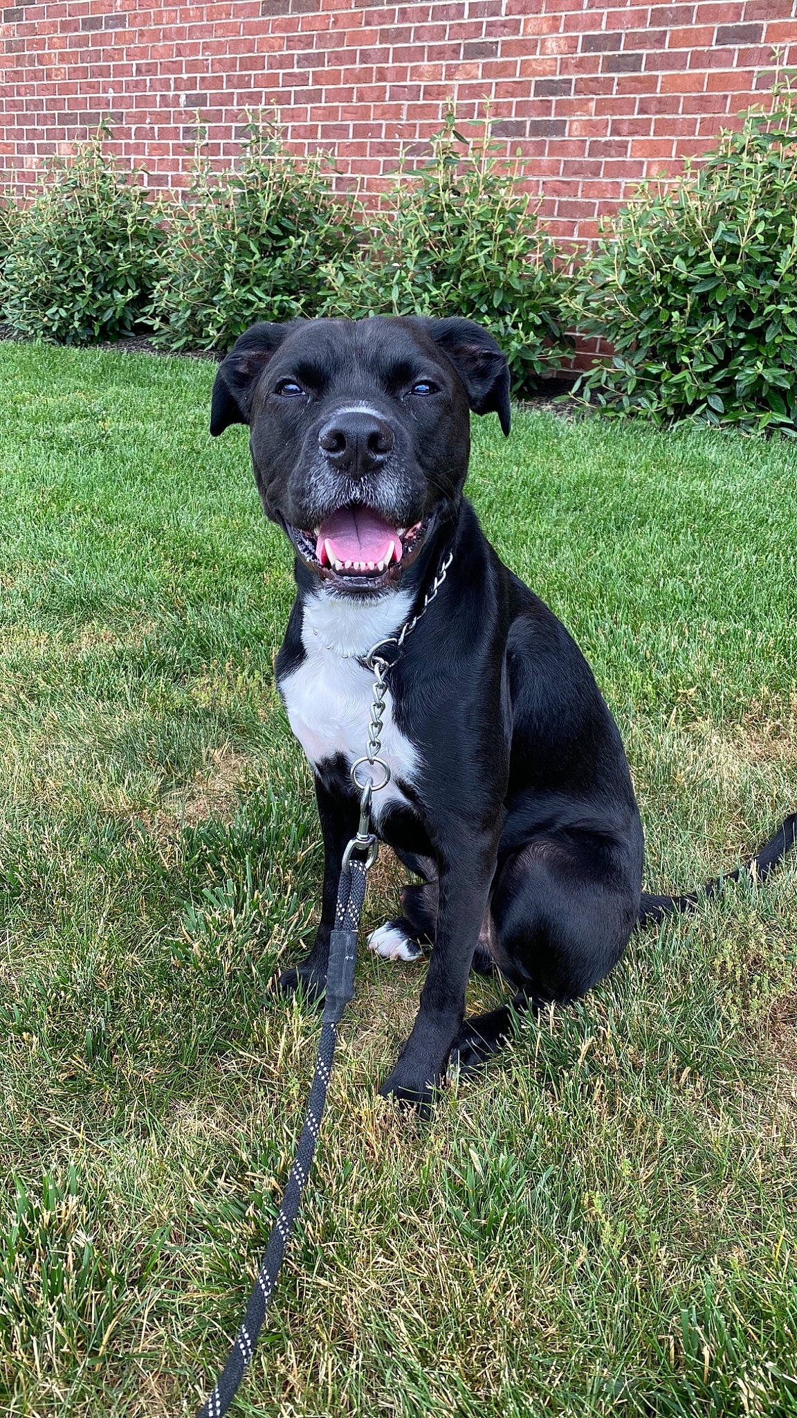 Chance joined the competition — help win amazing prizes! american_pit_bull_terrier, american_staffordshire_terrier, bandog, borador, canidae, carnivore, companion_dog, dog, dog_breed, grass, guard_dog, mammal, molosser, non_sporting_group, patterdale_terrier, rare_breed_dog, snout, sporting_group, staffordshire_bull_terrier, vertebrate