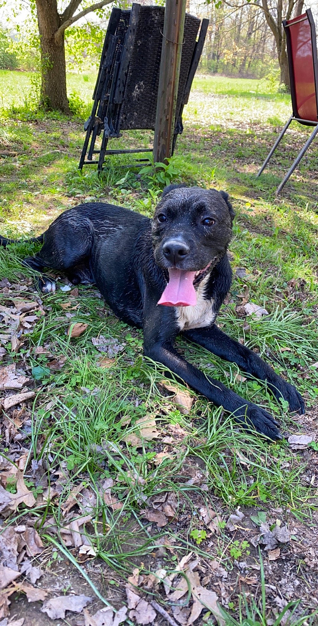 Chance is registered to the contest to win money with this photo: alaunt, bandog, canidae, carnivore, dog, dog_breed, dogo_sardesco, guard_dog, hunting_dog, mammal, patterdale_terrier, sporting_group, vertebrate