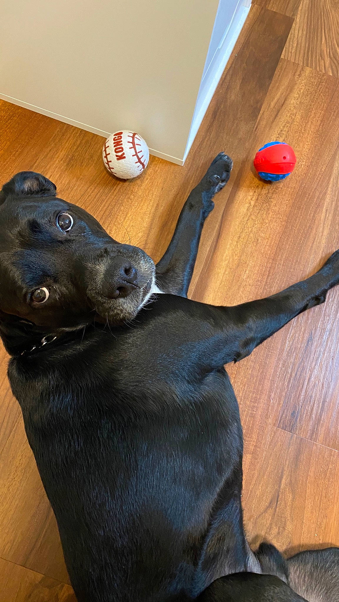 Chance is registered to the contest to win money with this photo: canidae, carnivore, dog, dog_breed, dog_toy, labrador_retriever, snout, sporting_group, weimaraner
