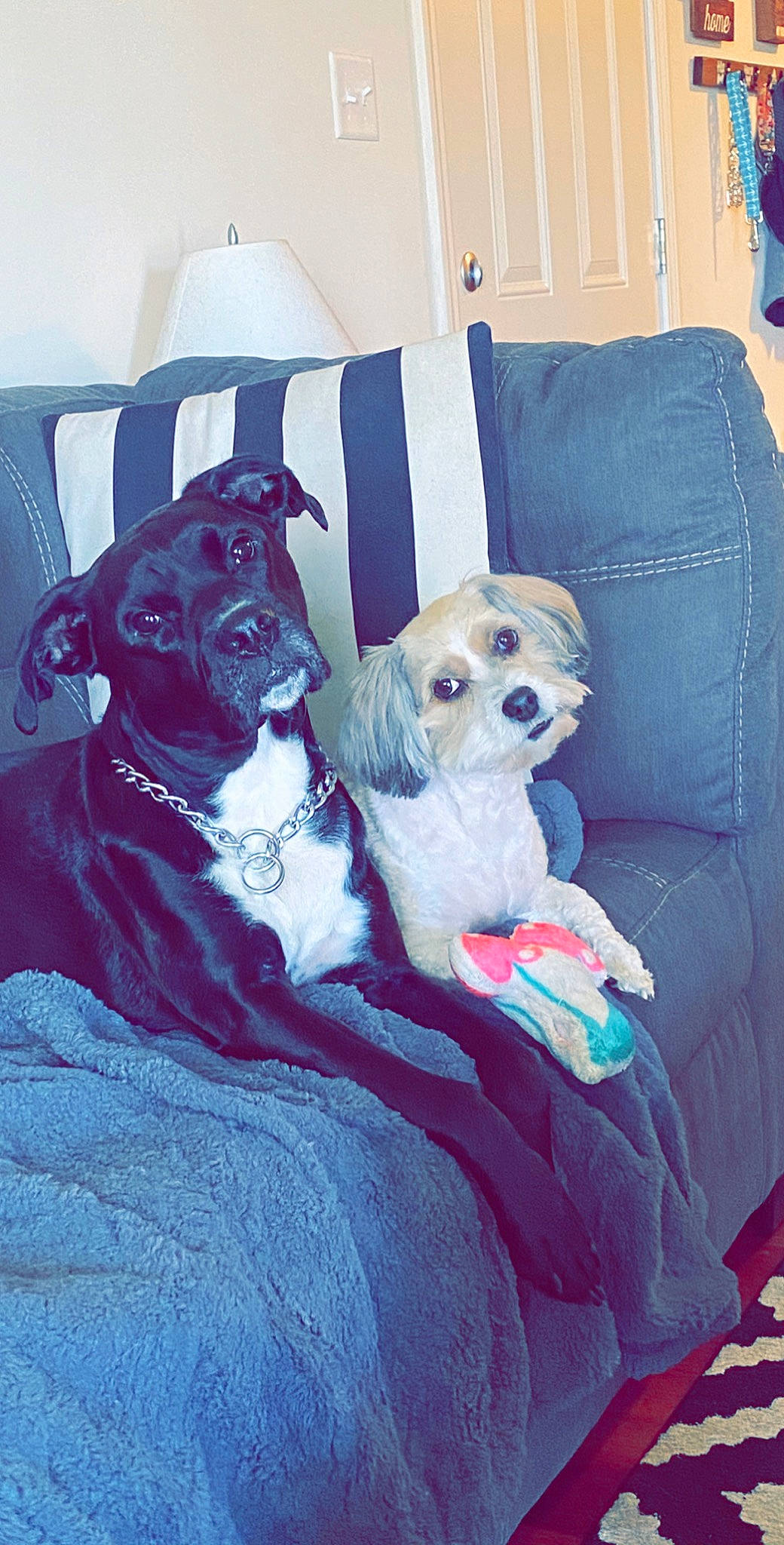 Chance is registered to the contest to win money with this photo: canidae, carnivore, companion_dog, dog, dog_breed, dog_clothes, pillow, puggle, puppy, puppy_love, snout, sporting_group