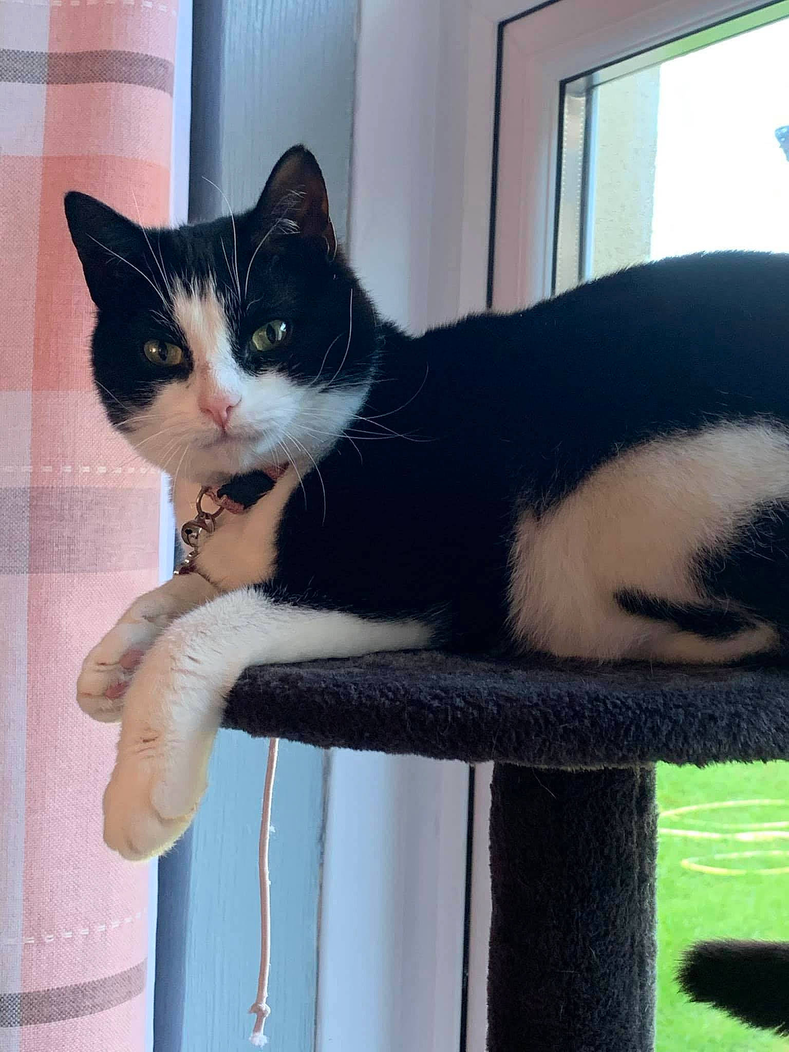 Gracie joined the competition — help win amazing prizes! carnivore, cat, comfort, domestic_short_haired_cat, eye, felidae, formal_wear, fur, hair, paw, sitting, small_to_medium_sized_cats, snout, stairs, tail, vertebrate, whiskers, window