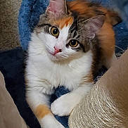 Luna joined the competition — help win amazing prizes! cat, calico, pet, animal, feline, scratching_post, cat_tree, fur, whiskers, ears, claws, paw, indoor, cozy, curious, cute, resting, looking_up, playful, domestic