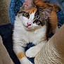 cat, calico, pet, animal, feline, scratching_post, cat_tree, fur, whiskers, ears, claws, paw, indoor, cozy, curious, cute, resting, looking_up, playful, domestic