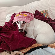 Pango a rejoint le concours — aidez-le/la à gagner de superbes lots ! bed, bedroom, blankets, canine, cozy, croatia, dog, floppy_ears, floral_hat, funny_costume, indoors, patterned_pillow, pet, pink_hat, portrait, sleeping, snuggled, soft_fabric, white_dog, wide_eyed