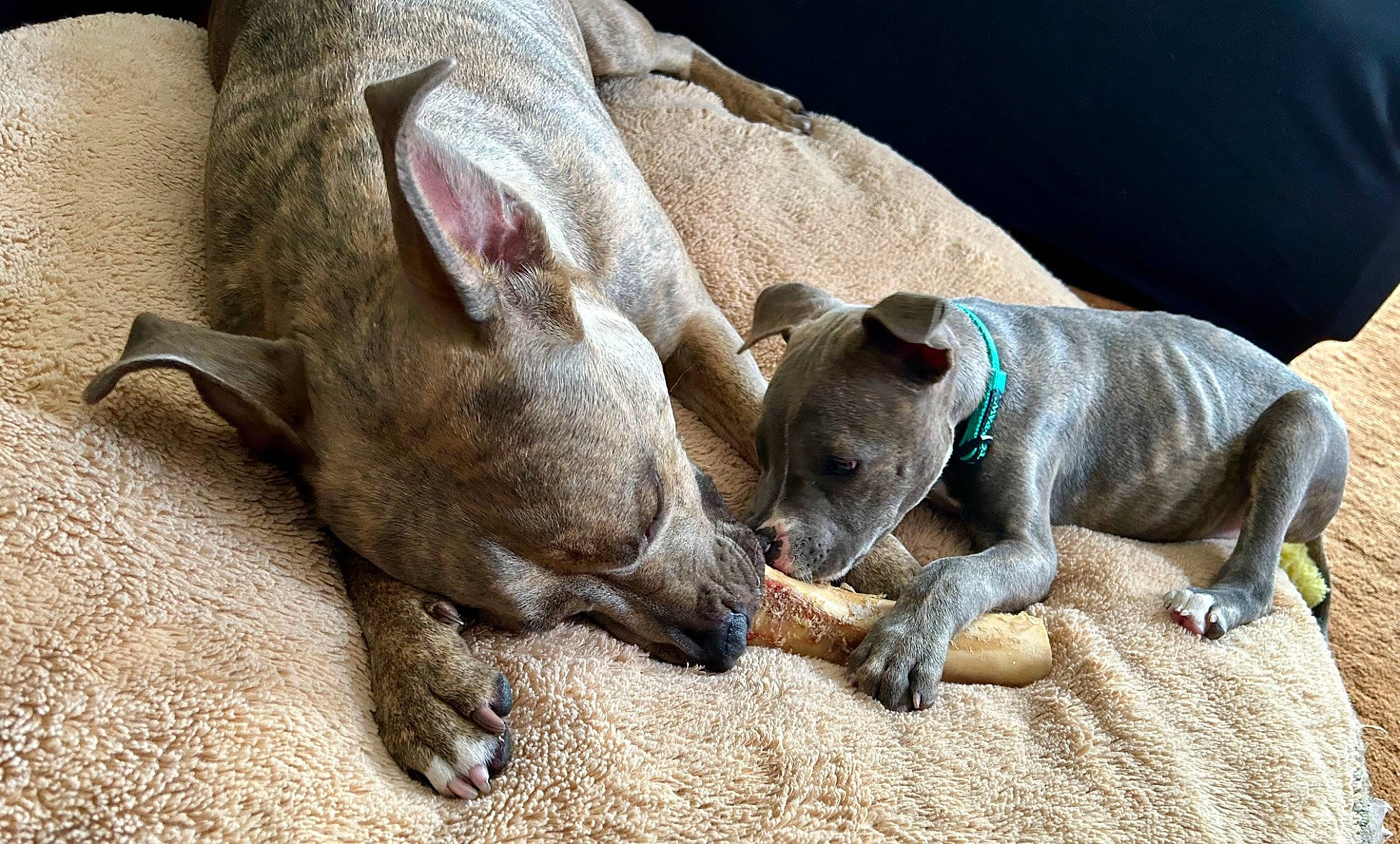 Kash Kalah is registered to the contest to win money with this photo: carnivore, comfort, companion_dog, dog, dog_breed, fawn, non_sporting_group, pet_supply, snout, sporting_group, terrestrial_animal, working_animal, wrinkle