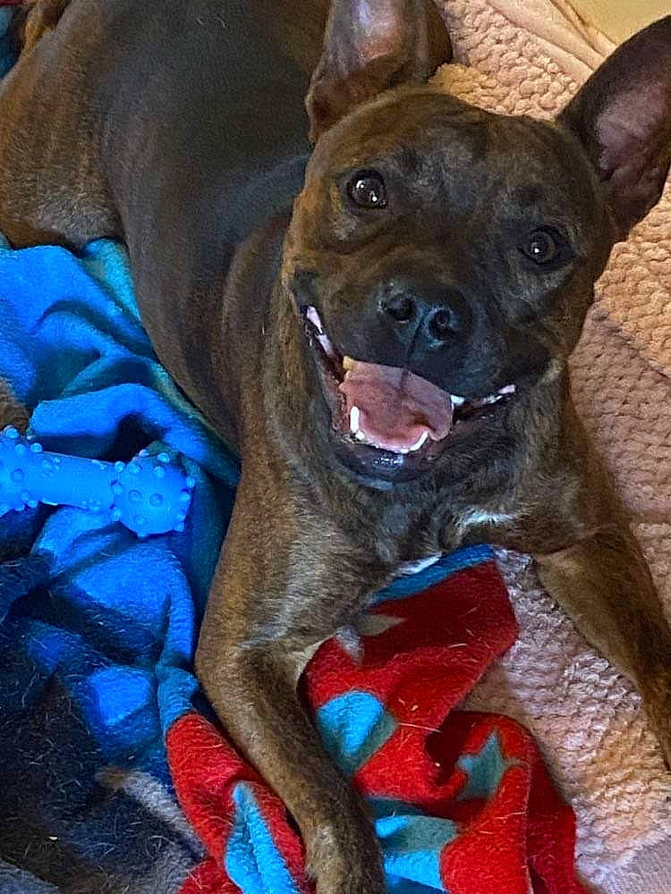 Narla is registered to the contest to win money with this photo: ancient_dog_breeds, canidae, carnivore, collar, companion_dog, dog, dog_breed, dog_collar, electric_blue, fawn, guard_dog, liver, molosser, non_sporting_group, snout, sporting_group, whiskers, working_animal, working_dog, wrinkle