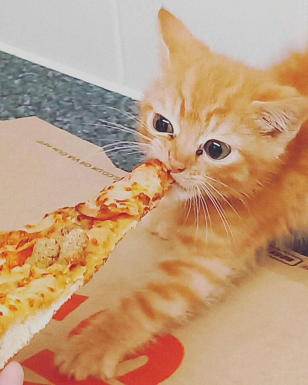 Boots joined the competition — help win amazing prizes! carnivore, cat, claw, comfort, domestic_short_haired_cat, fawn, felidae, foot, fur, gesture, paw, peach, small_to_medium_sized_cats, tail, whiskers, wood