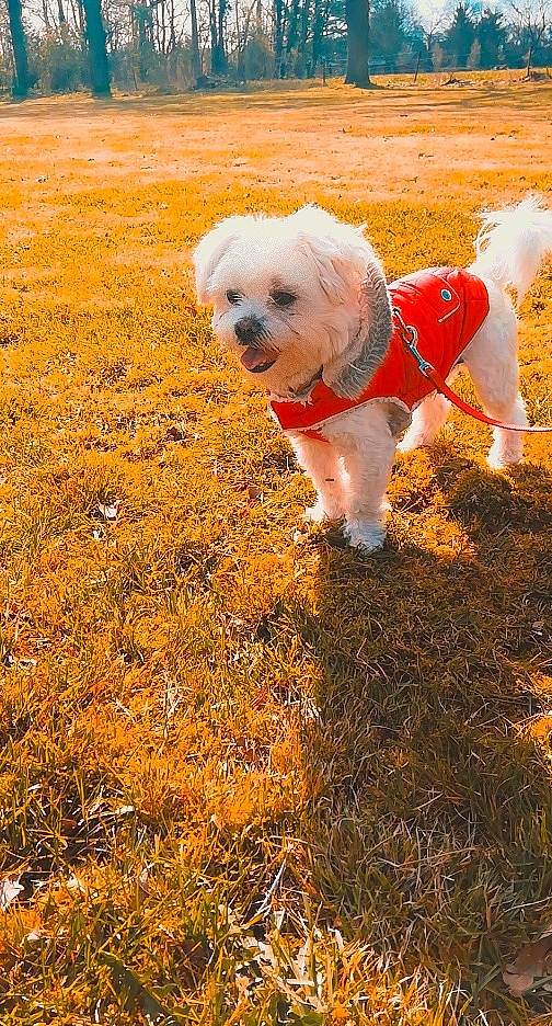 Puffy participe au concours pour gagner de l'argent avec cette photo : canidae, carnivore, companion_dog, dog, dog_breed, dog_clothes, dog_supply, fawn, field, flower, grass, leash, people_in_nature, plant, snout, soil, sporting_group, tail, toy_dog, working_animal