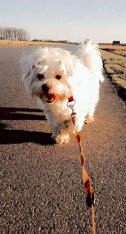 Puffy a rejoint le concours — aidez-le/la à gagner de superbes lots ! asphalt, canidae, carnivore, cloud, companion_dog, dog, dog_breed, fawn, fur, grass, happy, landscape, leash, road_surface, sky, snout, sporting_group, sunlight, terrier, toy_dog