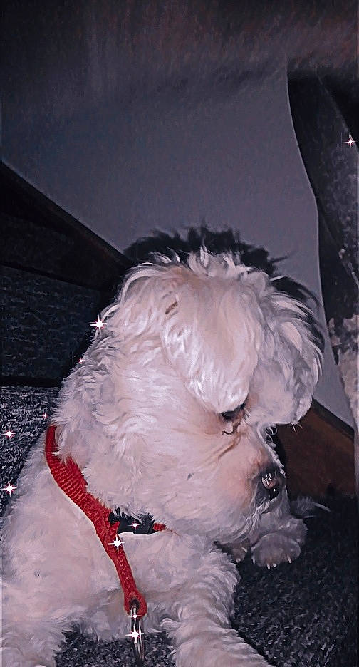 Puffy participe au concours pour gagner de l'argent avec cette photo : carnivore, cockapoo, collar, companion_dog, dog, dog_breed, dog_clothes, dog_collar, fur, labradoodle, puppy_love, schnauzer, shih_poo, small_terrier, snout, sporting_group, terrier, toy_dog, whiskers, working_animal