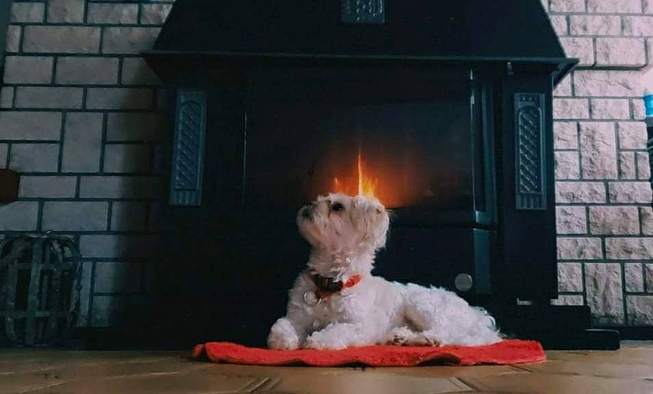 Puffy participe au concours pour gagner de l'argent avec cette photo : brick, brickwork, canidae, carnivore, companion_dog, dog, dog_breed, fawn, fire, flooring, fur, gas, heat, non_sporting_group, small_terrier, sporting_group, terrier, toy_dog, wood, yorkipoo